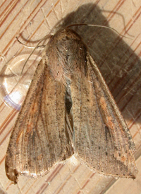 White-speck